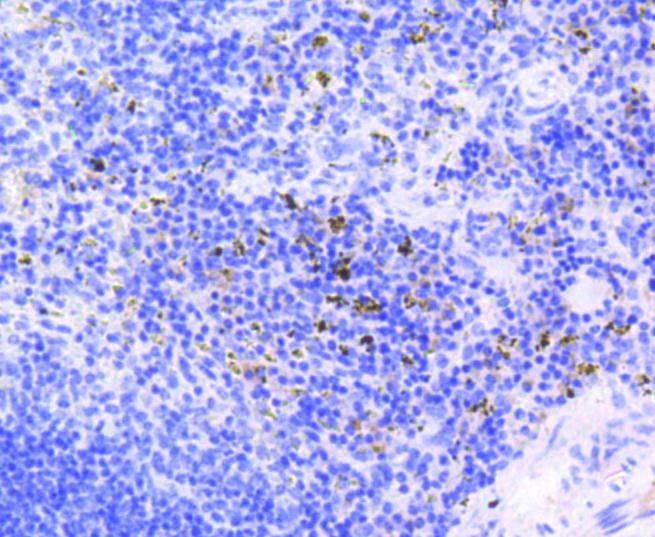 Anti-Phospho-RB1 (Ser807) Antibody (7O884)