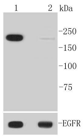Anti-Phospho-EGFR (Tyr1092) Antibody (6T663)