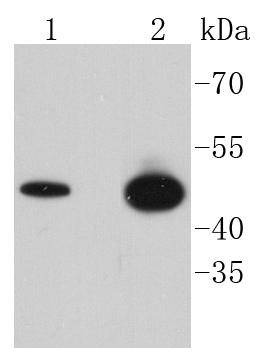 Anti-Phospho-GSK3B (Ser 9) Antibody (9V640)