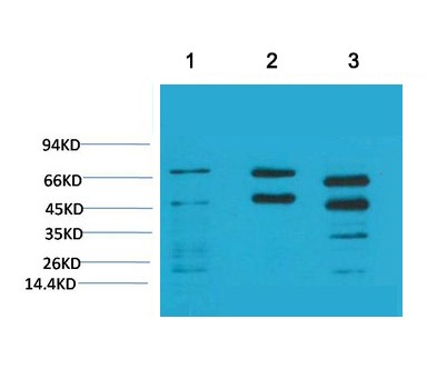 Anti-Phosphoserine Antibody (5A614)