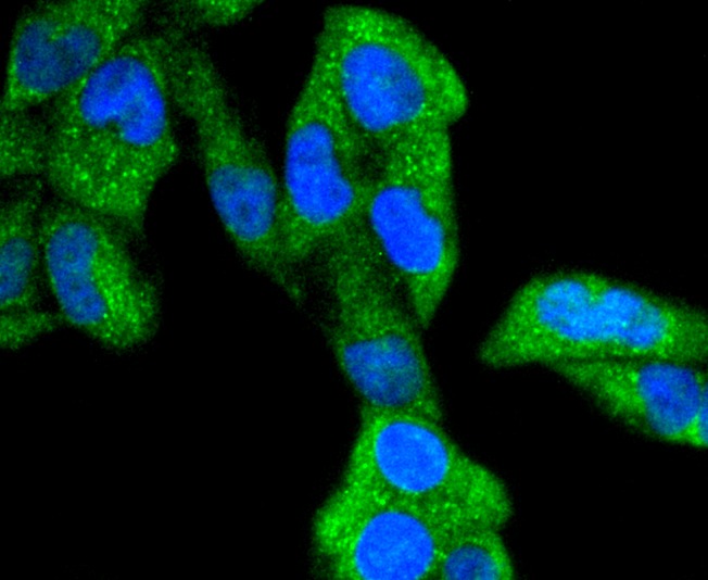 Anti-Phospho-GSK3A/B (Tyr216/279) Antibody (3N852)