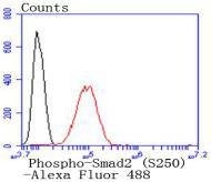 Anti-Phospho-SMAD2 (Ser250) Antibody (9G572)