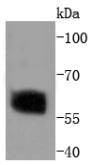 Anti-Phospho-SMAD2 (Ser250) Antibody (9G572)