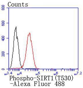 Anti-Phospho-SIRT1 (Thr530) Antibody (4S678)