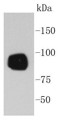 Anti-Phospho-RPS6KA1 (Ser380) Antibody (2P405)