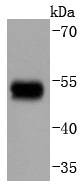 Anti-Phospho-GATA3 (Ser308) Antibody (4Q76)