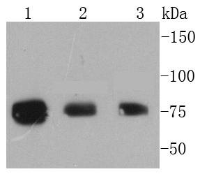 Anti-Phospho-RPS6KA1 (Thr359, Ser363) Antibody (9N204)