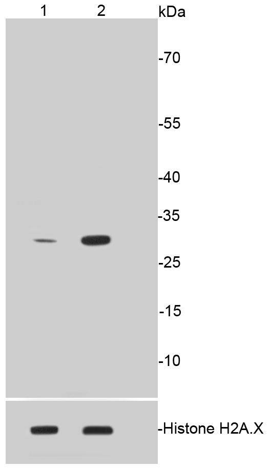 Anti-Phospho-Histone H1.3/1.4 (Thr17) Antibody (6O691)