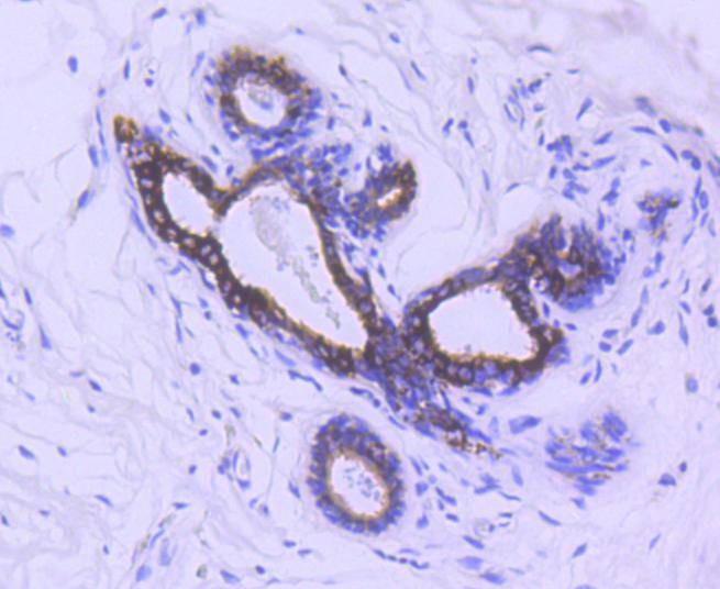 Anti-Phospho-GSK3B (Ser 9) Antibody (9V640)