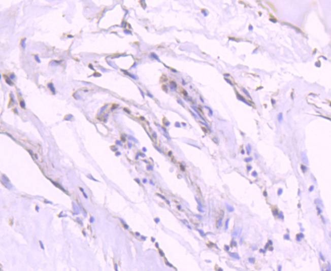 Anti-Phospho-GATA3 (Ser308) Antibody (4Q76)