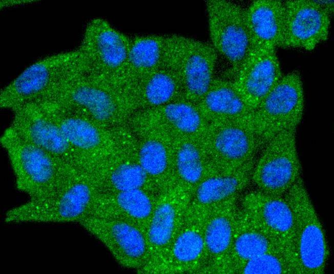 Anti-Phospho-INPP5D (Tyr1020) Antibody (3P963)