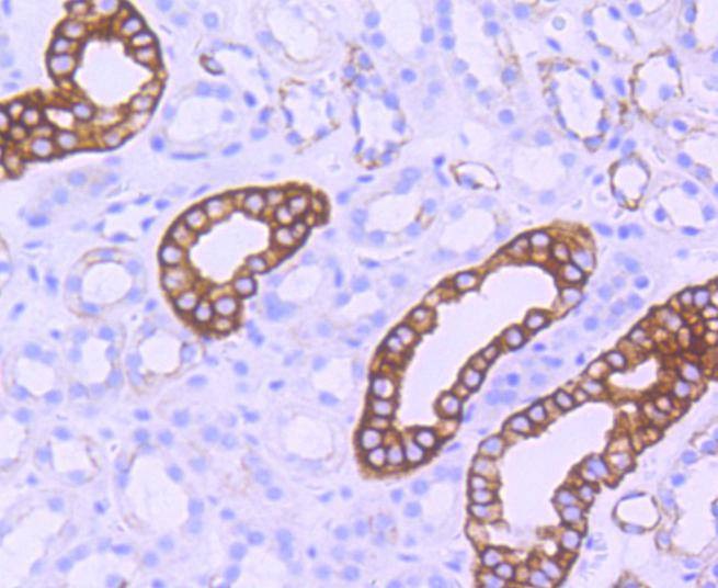 Anti-Phospho-GSK3B (Ser 9) Antibody (9V640)