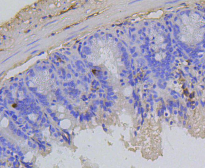 Anti-Phospho-RB1 (Ser807) Antibody (7O884)