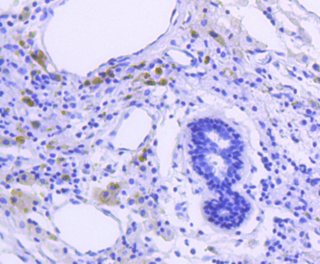 Anti-Phospho-GSK3A/B (Tyr216/279) Antibody (3N852)