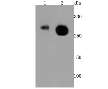 Anti-Phospho-POLR2A (Ser2) Antibody (2B504)