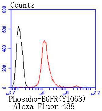 Anti-Phospho-EGFR (Tyr1068) Antibody (4G610)