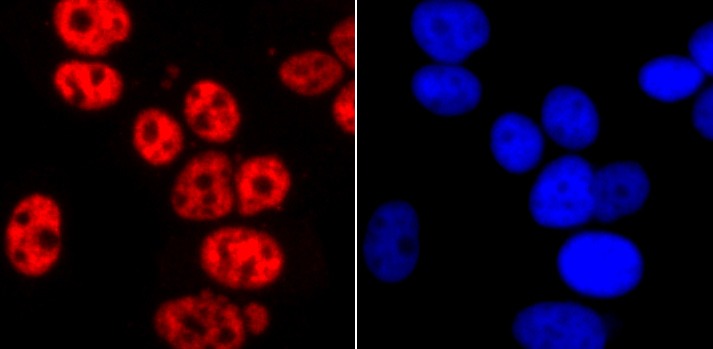 Anti-Phospho-POLR2A (Ser2) Antibody (2B504)