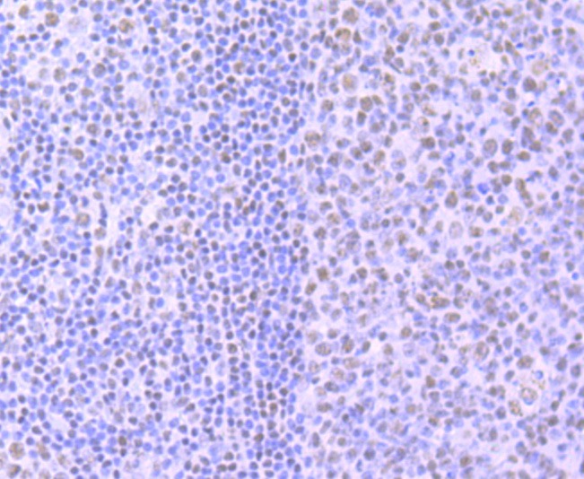 Anti-Phospho-POLR2A (Ser2) Antibody (2B504)