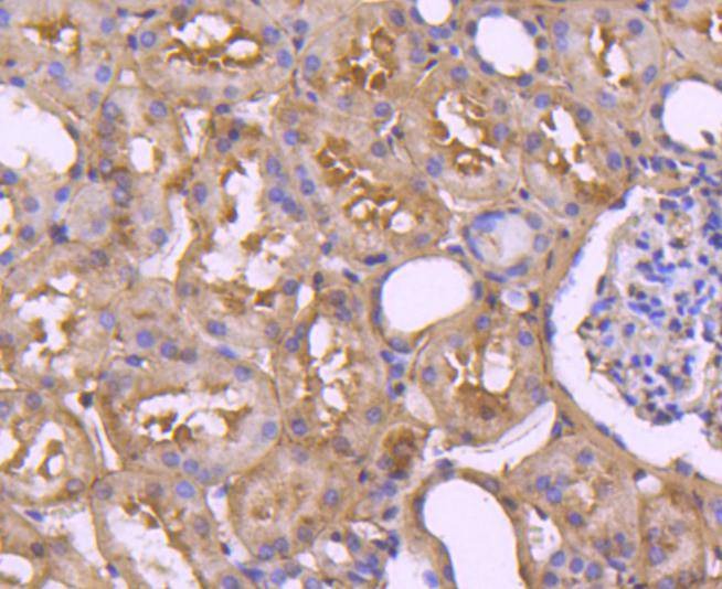 Anti-pro Caspase 7 Antibody (8A709)