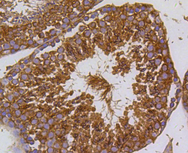 Anti-PI 3 Kinase p55 gamma Antibody (1C282)