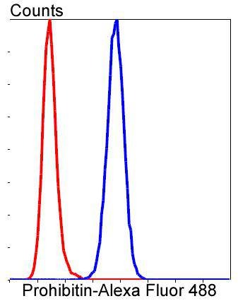 Anti-Prohibitin Antibody (1C561)