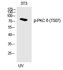Anti-Phospho-PRKCD (Thr507) Polyclonal Antibody