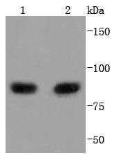 Anti-PIK3R1 Antibody (9O121)