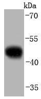Anti-CASP9 Antibody (8M475)