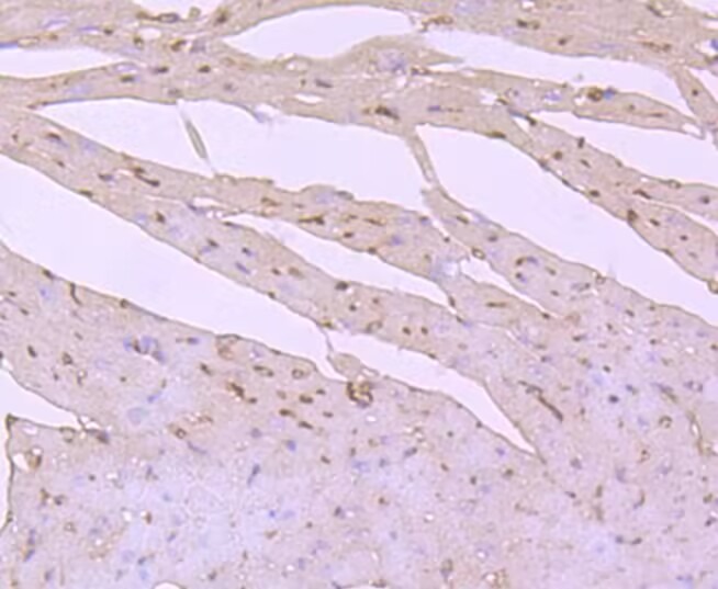 Anti-PIK3R1 Antibody (9O121)