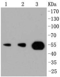 Anti-PI 3 Kinase p55 gamma Antibody (1C282)