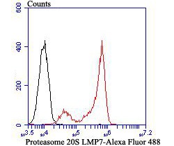 Anti-PSMB8 Antibody (3I410)