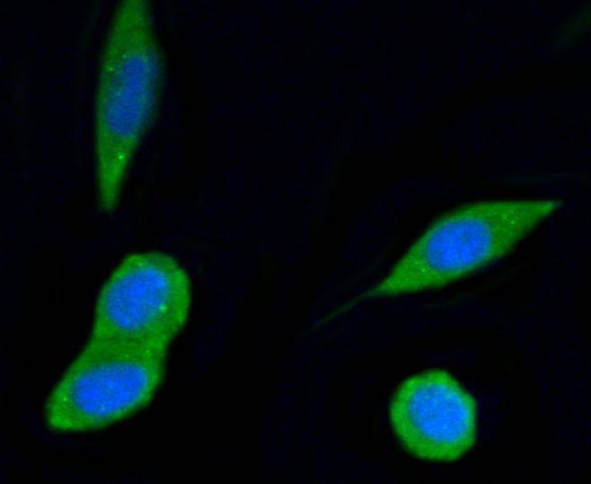 Anti-PI 3 Kinase p55 gamma Antibody (1C282)