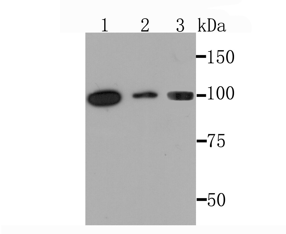Anti-PKC mu Antibody (5E735)