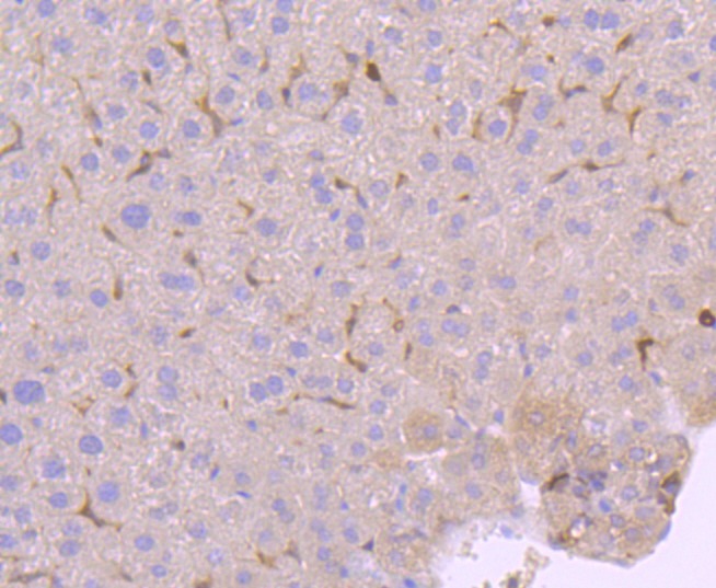 Anti-PRKCD Antibody (8E672)