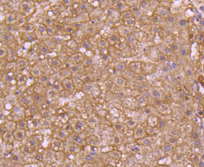 Anti-pro Caspase 7 Antibody (8A709)