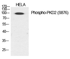 Anti-Phospho-PKD2 (Ser876) Polyclonal Antibody