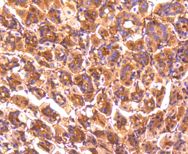 Anti-PP2A alpha/beta Antibody (6N831)