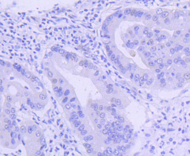 Anti-PIM1 Antibody (6F773)