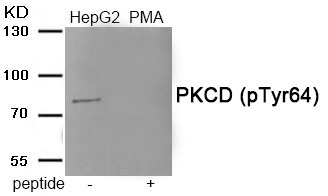 Anti-Phospho-PRKCD (Tyr64) Polyclonal Antibody