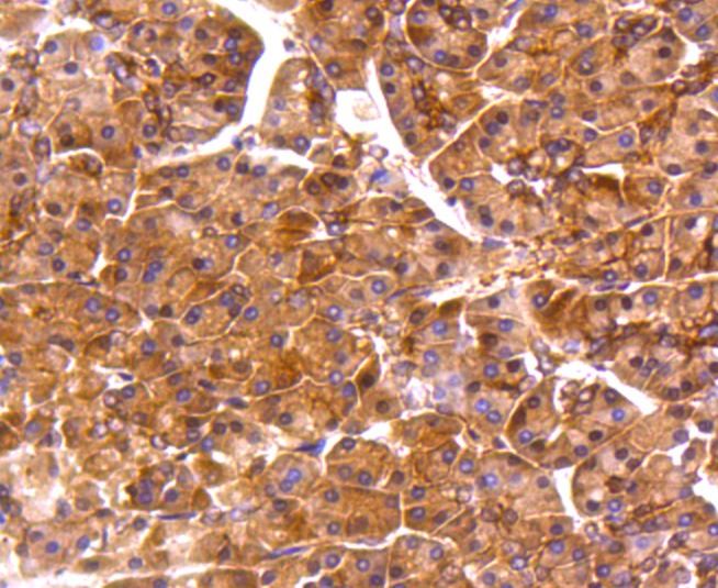Anti-PP2A alpha/beta Antibody (6N831)
