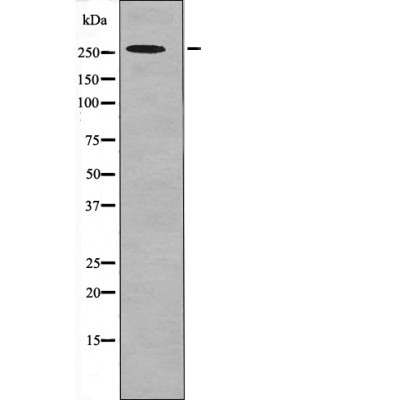 Anti-Phospho-POLR2A (Ser1616) Polyclonal Antibody