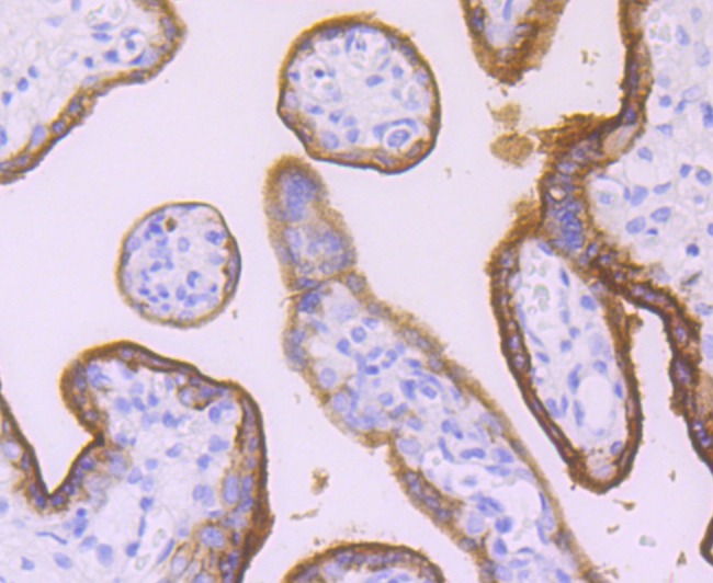 Anti-Alkaline Phosphatase (Placental type) /ALPP Antibody (8Z127)