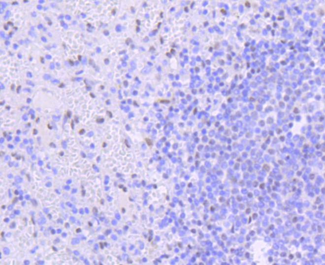 Anti-PIM1 Antibody (6F773)