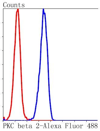 Anti-PKC beta Antibody (5T436)