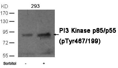 Anti-Phospho-PIK3R1 (Tyr467, 199) Polyclonal Antibody