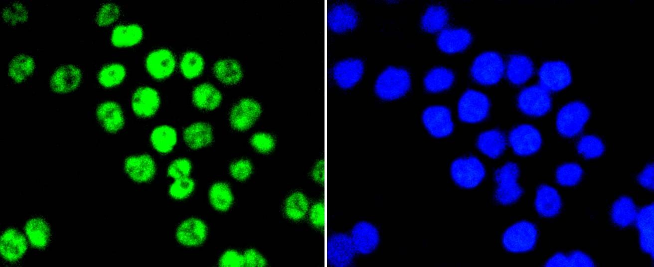 Anti-PIM1 Antibody (6F773)