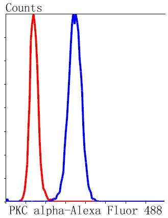 Anti-PRKCA Antibody (6S104)