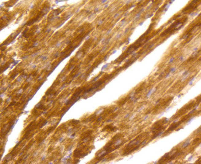 Anti-PRKCA Antibody (6S104)