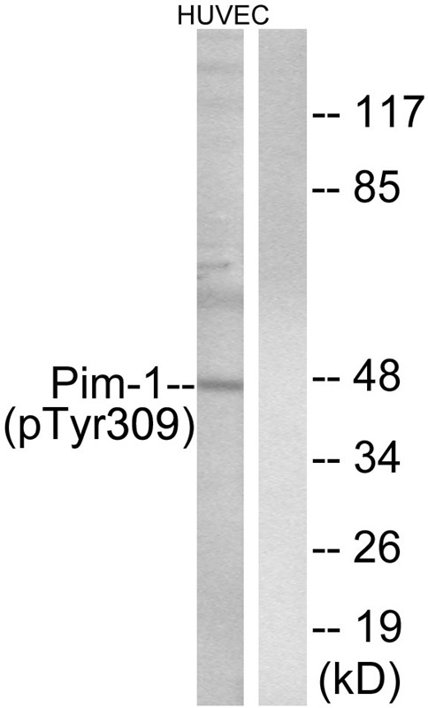 Anti-Phospho-PIM1 (Tyr309) Polyclonal Antibody