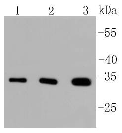 Anti-PIM1 Antibody (6F773)